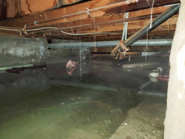 Best Water damage restoration specialists  in Cloverport, KY