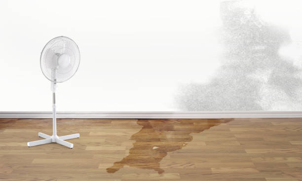Best Flood damage cleanup  in Cloverport, KY